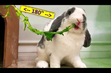 Rabbit eating never ending grass | ASMR | Guinness World Record Rabbit