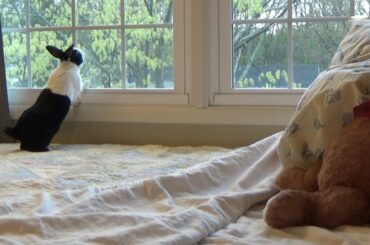 Rabbit Friends are Waiting