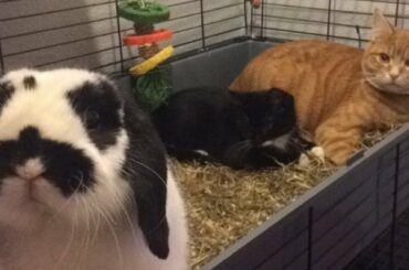 Cat Falls In Love With His Bunny, They Insist On Hanging Out In Bunny’s Cage