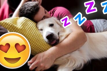 My Funny Dog Sleeps with Me on the Couch [CUTEST VIDEO EVER]