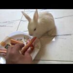 Cute rabbit is eating carrot
