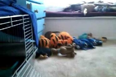 DINGO ALERT!!! #Just my little baby bunny Nibbles