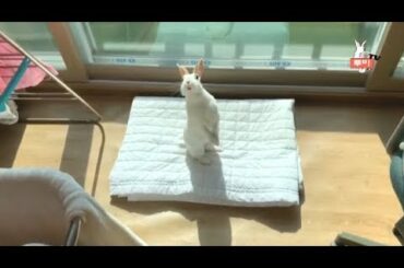 Playing with cute bunny rabbit 귀여운 토끼랑 놀기