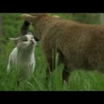 A Goat, a Lamb and a Rabbit Walk Out of a Farm | Too Cute!