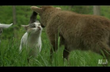 A Goat, a Lamb and a Rabbit Walk Out of a Farm | Too Cute!
