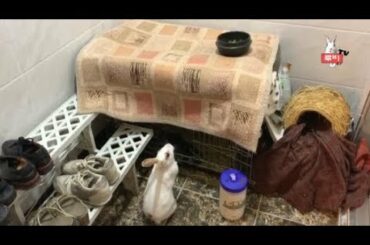 Cute bunny Amazing Jump & Rabbit using stairs tricks 토끼의 점프력