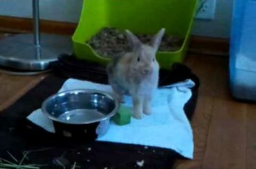 Cute baby bunny yawning & stretching