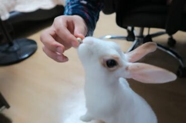 (ENG-SUB) Cute and funny bunny rabbit 애완 토끼 키우기