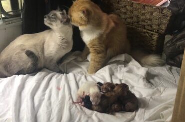 Mommy and daddy cats😻😻 Celebrate new babies