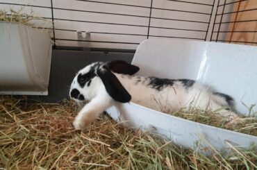 Introducing our very cute Rabbit - Milo