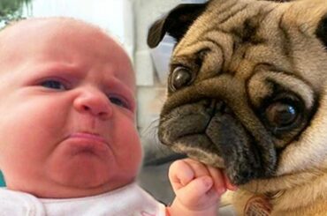 Cutest Babies Playing With Dogs - Baby and Dog Video