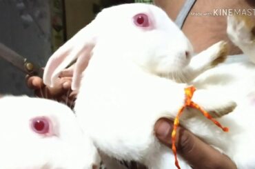Cute rabbit. cute rabbit, cute rabbit video, cute rabbits eating, cute rabbit song, cute rabbit eati