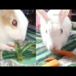 Cute rabbit eating complication 😍 !! Hindi video