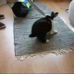 Another Cute Rabbit Acting Like A Cat