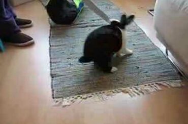 Another Cute Rabbit Acting Like A Cat