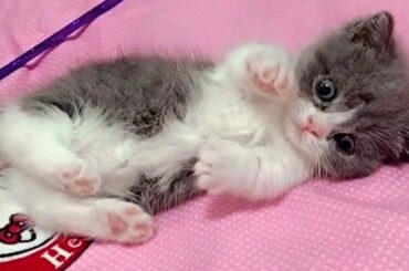 Fuzzy Little Furball Kitten To Brighten Up A Bad Day
