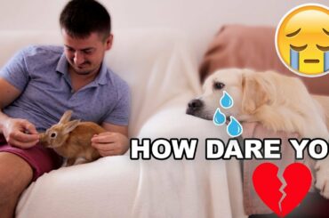 My Funny Dog is Jealous of Me for a Cute Rabbit