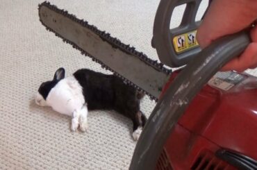 Waking a sleeping rabbit with a chainsaw