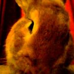 Mon lapin mignon - My Cute Rabbit