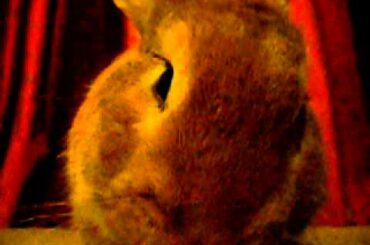 Mon lapin mignon - My Cute Rabbit
