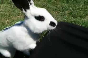 Cute English Spot Rabbit Playing Outside