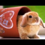 Amazing Cute Baby Bunny 2019 ♥ Super Cute Funny Rabbits Ever 🔥 Cute Boss ♥
