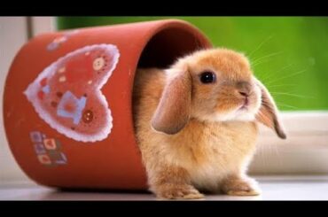 Amazing Cute Baby Bunny 2019 ♥ Super Cute Funny Rabbits Ever 🔥 Cute Boss ♥