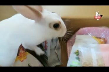 funny animals videos bunny rabbit 웃긴동물 동영상 토끼 (ENG-SUB)
