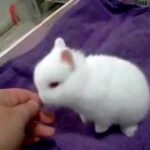 Very cute dwarf baby rabbit