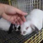 Mini Lop Bunny Cute