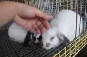 Mini Lop Bunny Cute