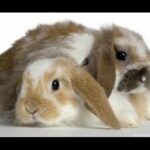 Bunny Shelter Tour (Cute baby bunnies!)