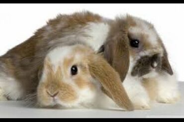 Bunny Shelter Tour (Cute baby bunnies!)