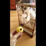 КРОЛИК СТЁПА КУШАЕТ ЯБЛОЧКО 🍎 Cute rabbit eating Apple (funny video)