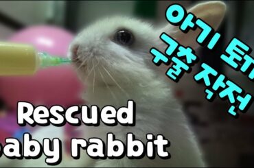 Feeding Baby Rabbit - Rescued Animals