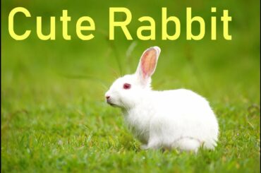 Funny Baby Rabbit | Cute Rabbits Compilation 2019