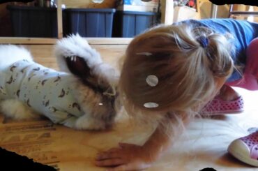 Arthur the rabbit hopping in his pajamas. A cute angora rabbit video for the fun of it.