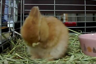 Cute Bunny Rabbit grooms herself Part.6.Netherland Dwarf