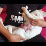Wonderful Rabbit Giving Birth