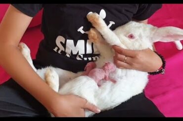 Wonderful Rabbit Giving Birth