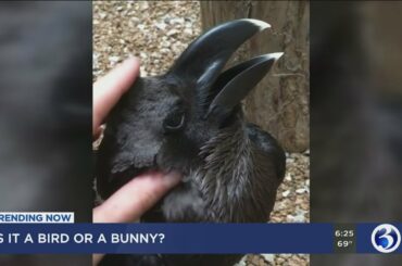 Trending Now: Bird or a bunny?
