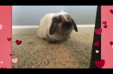 Cute bunny fufu my baby chloe