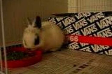 Cutest Baby Bunny EVER! SO cute I can't stand it.