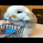 Never Seen Before - Funny And Cutest Rabbits Videos Compilation - Funny Cute Animals
