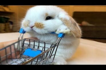 Never Seen Before - Funny And Cutest Rabbits Videos Compilation - Funny Cute Animals