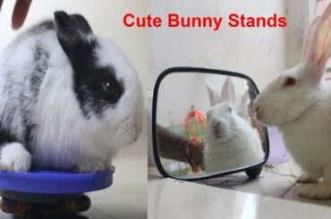 Cute Bunny Stands || Rabbit Stands || प्यारा बन्नी स्टंट || खरगोश के स्टंट