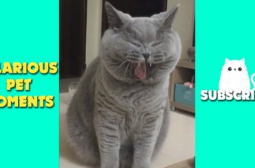 Tik Tok Pets ✅ Funny Cute Animals Video | Lovely moments of Pets #26 | Hilarious Pet Moments.