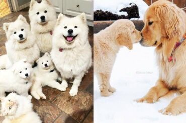 Cutest Animals! Mother Dogs and Cute Puppies Videos Compilation, Cute moment of Puppy #1