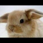 Cute Bunny's!♡♡🐰🐰🐰+ new intro!