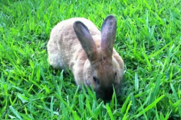 ❤ Cute Bunny Eating Grass ❤